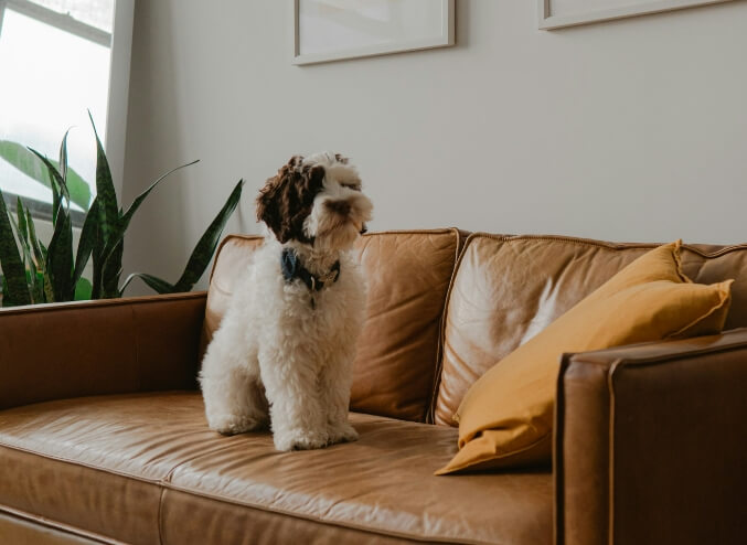 DENBA Health（デンバヘルス）の特徴